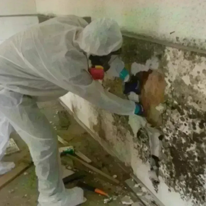 Mold Remediation and Removal in Powderly, TX